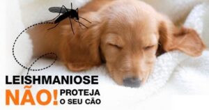 Read more about the article Zoonoses faz mutirão de combate à leishmaniose