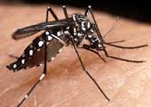 Read more about the article Saúde pede atenção contra dengue no Finados