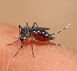 Read more about the article Chuvas acendem alerta para combate ao Aedes aegypti