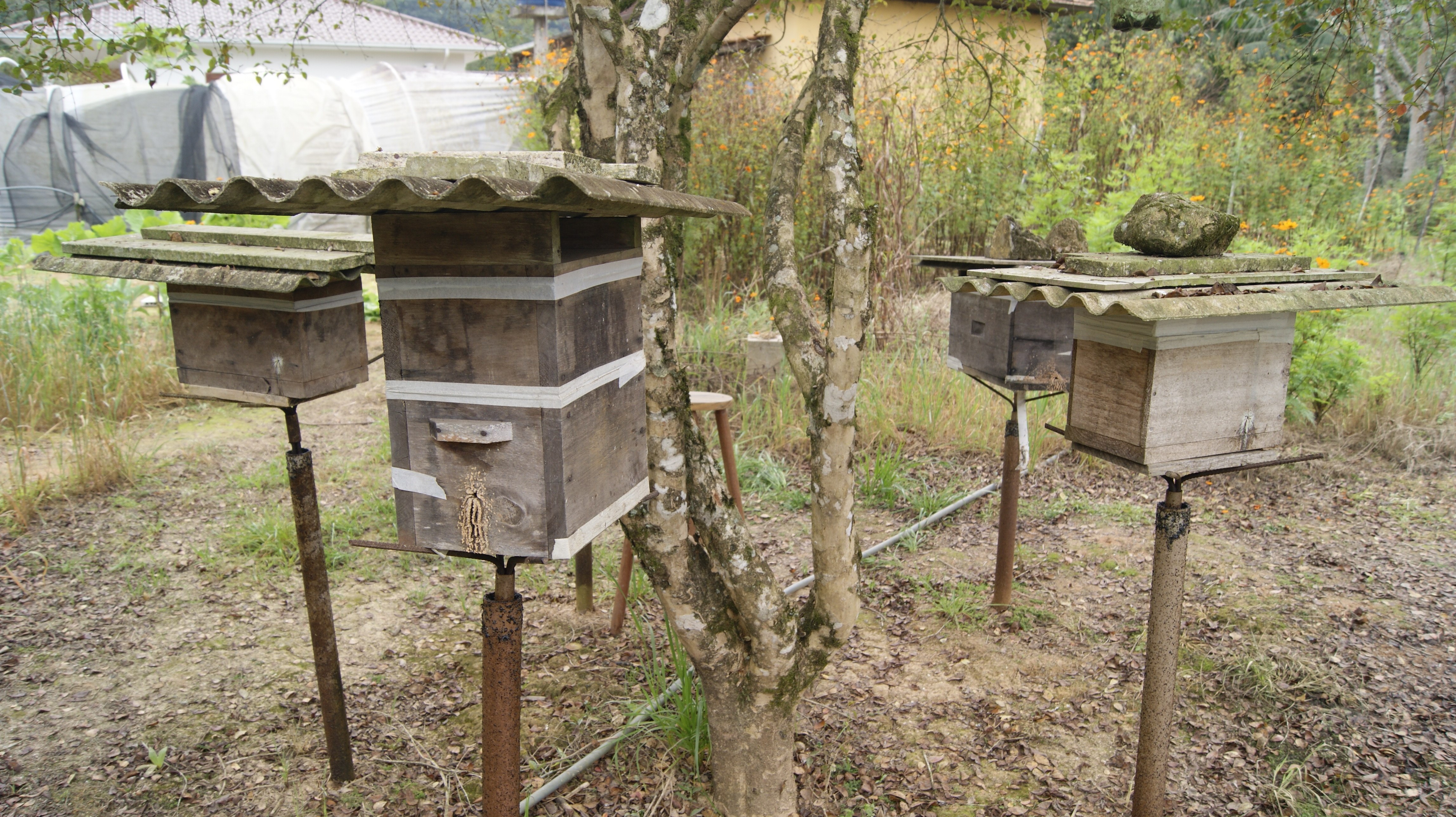 Read more about the article Secretaria de Agricultura promove curso sobre criação de abelhas sem ferrão