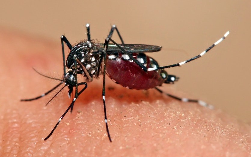 Read more about the article Caso de dengue autóctone em Florianópolis alerta para a importância das medidas preventivas