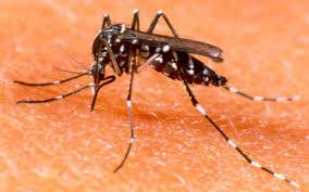 You are currently viewing Novo foco de Aedes aegypti é registrado em Rio do Braço