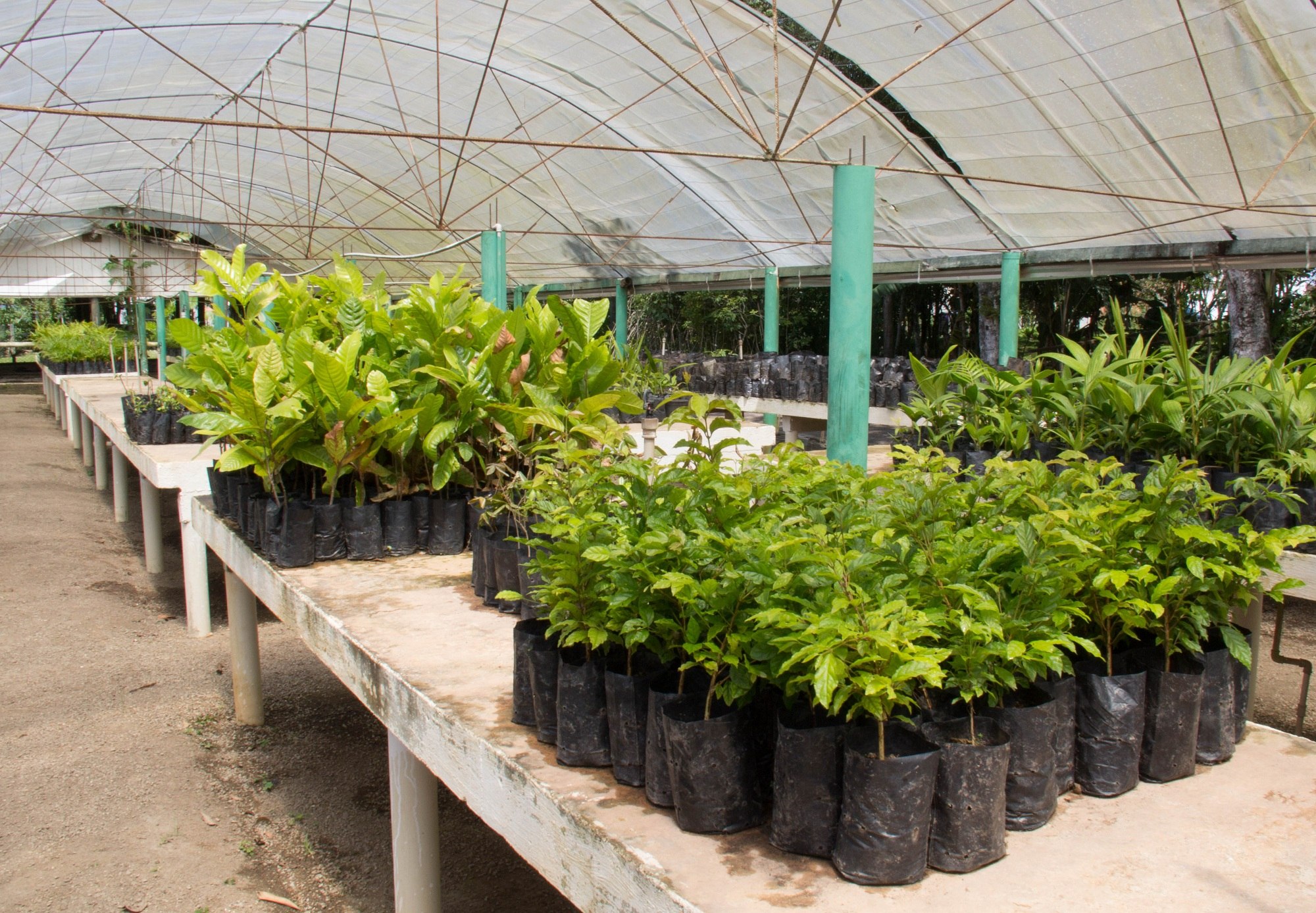 Read more about the article Prefeitura de São José realizará distribuição de mudas de árvores nesta quinta (27)