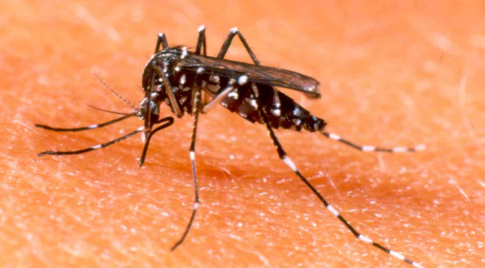 Read more about the article Secretaria de Saúde alerta comunidade sobre a dengue