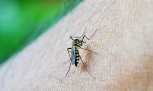 Read more about the article Focos de dengue preocupam na Grande Florianópolis